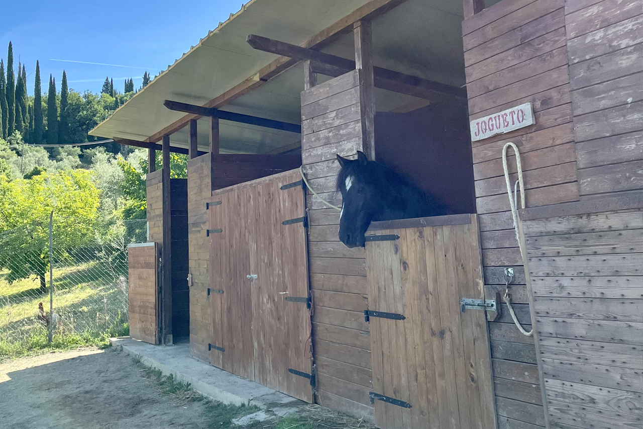 abouthorseriding